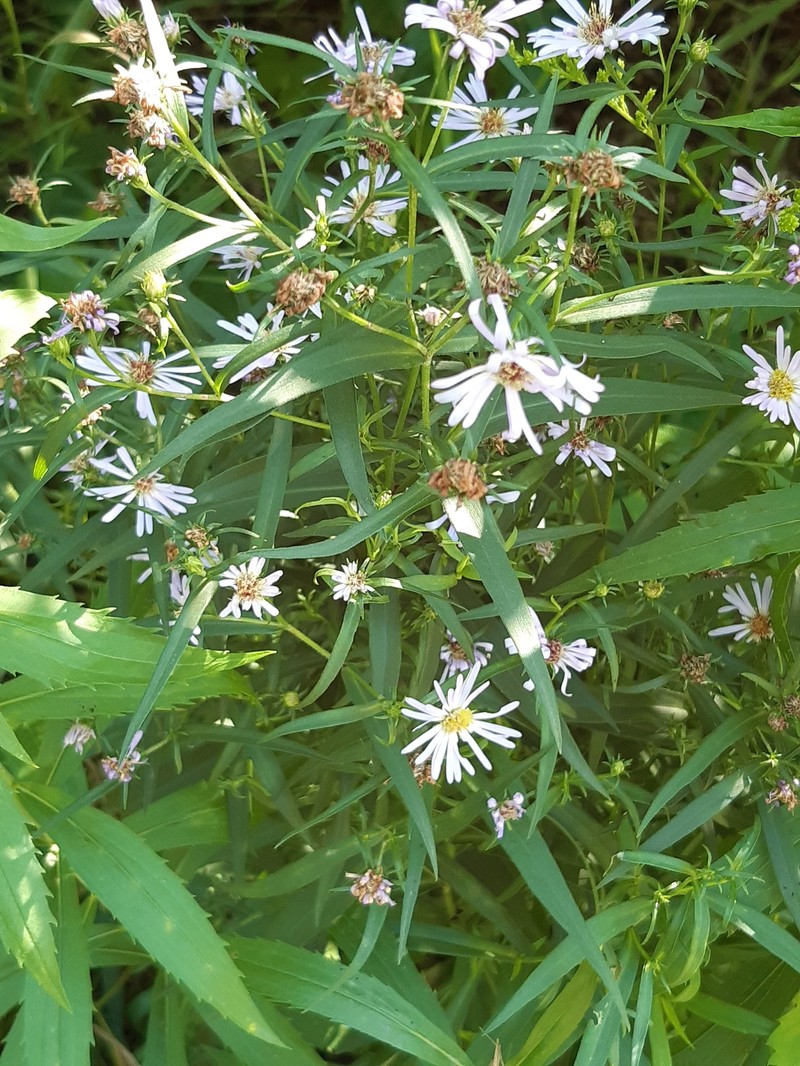 Symphyotrichum salignum photo 5