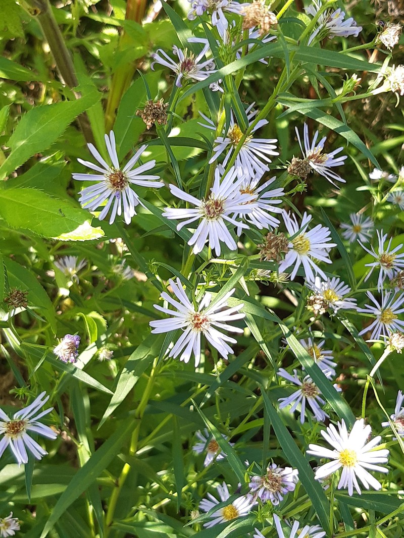 Symphyotrichum salignum photo 6