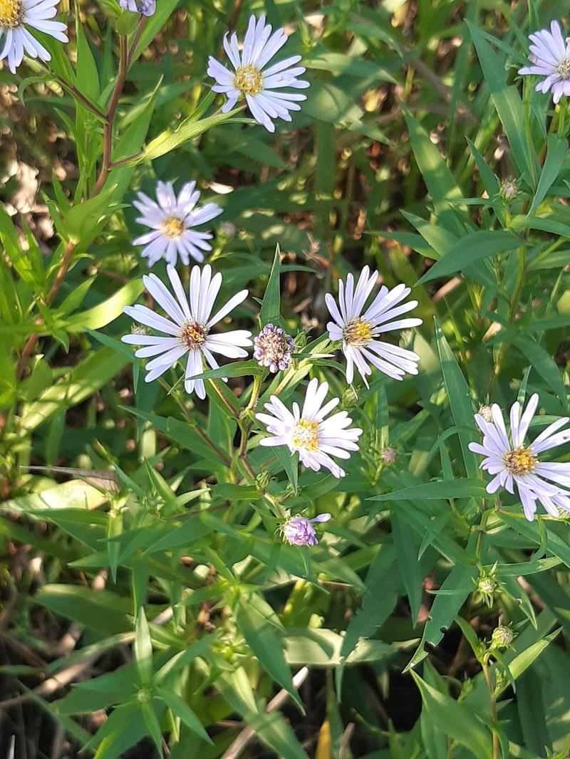 Symphyotrichum salignum photo 7