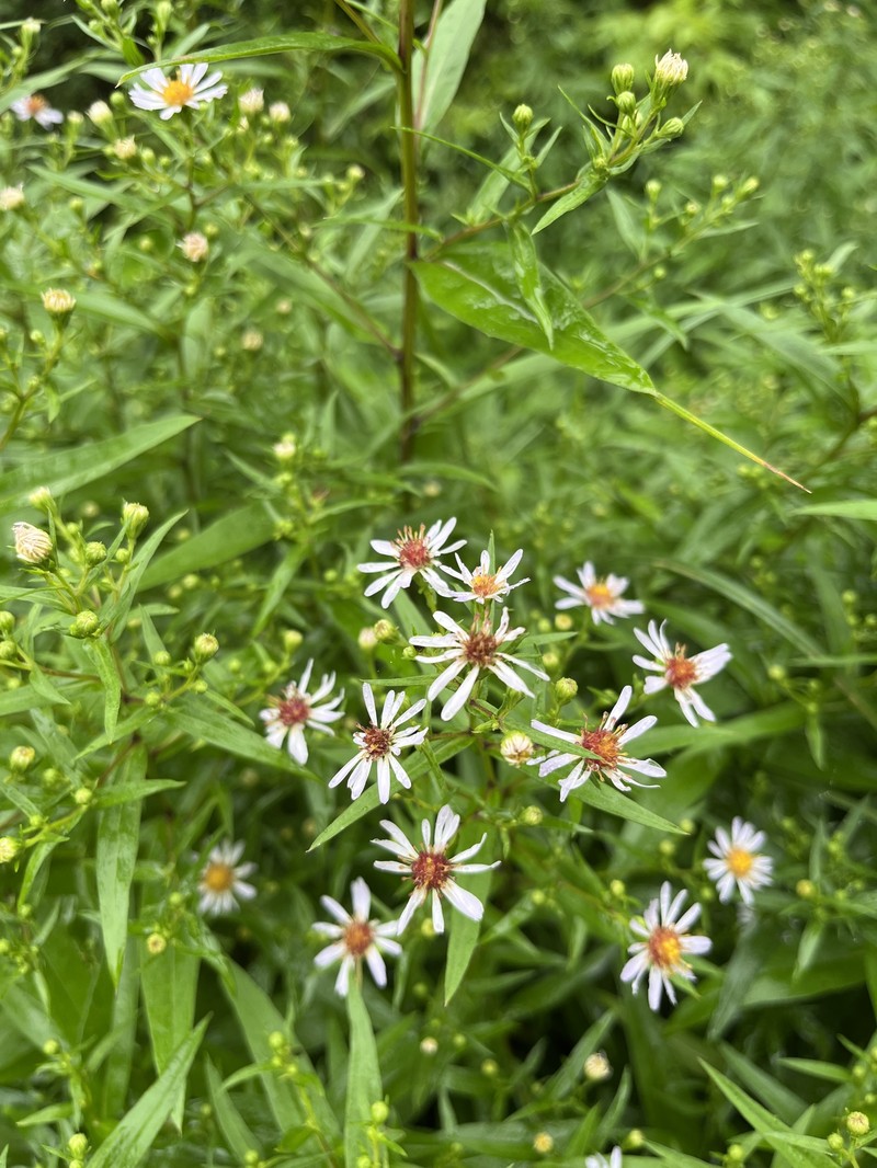 Symphyotrichum salignum photo 8