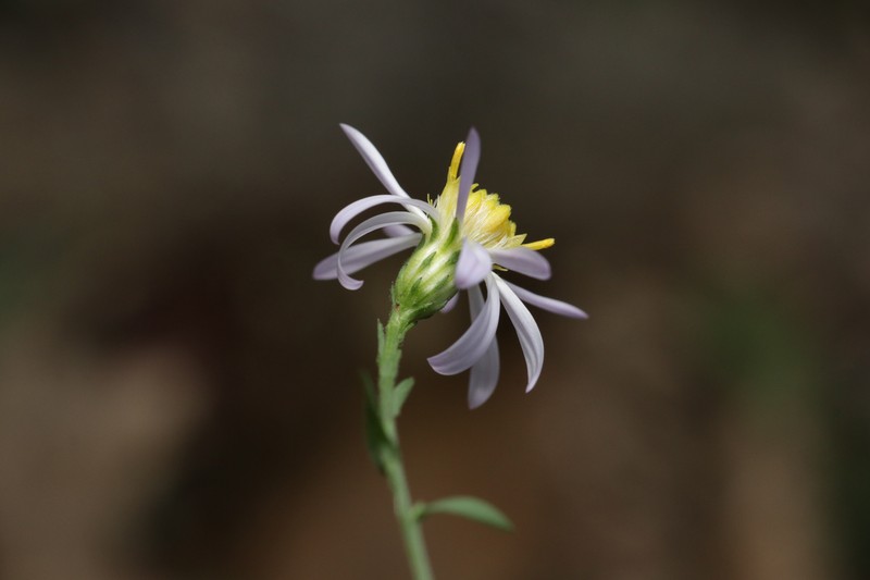 Aster photo 2