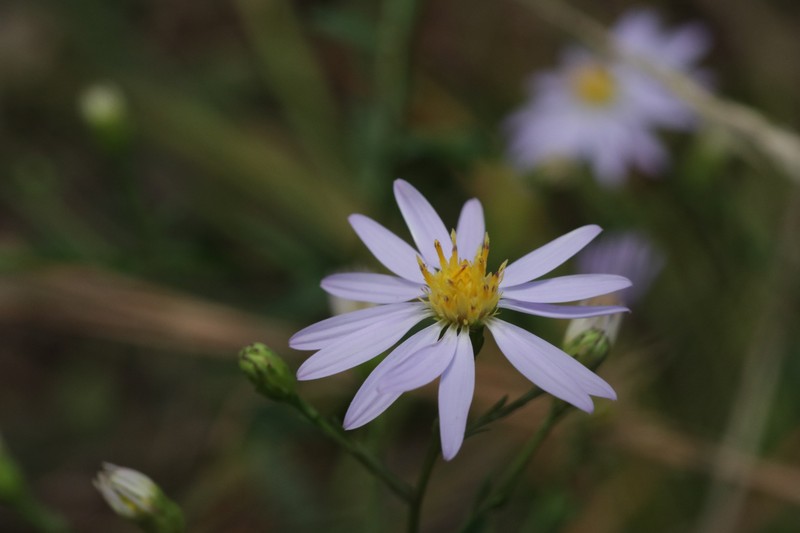 Aster photo 3