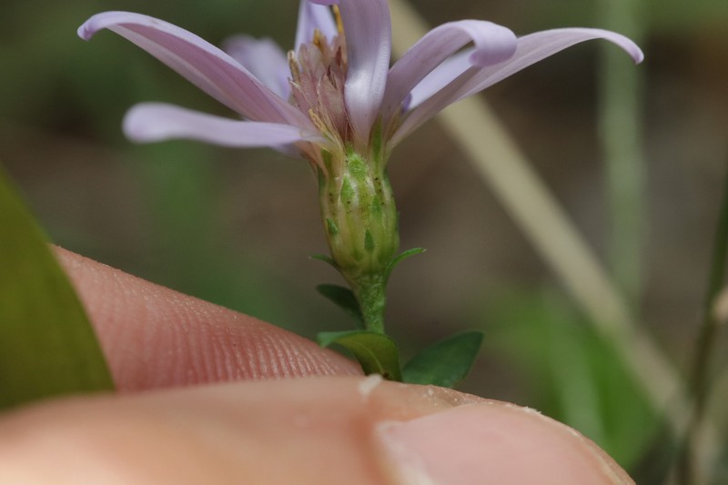 Aster photo 4