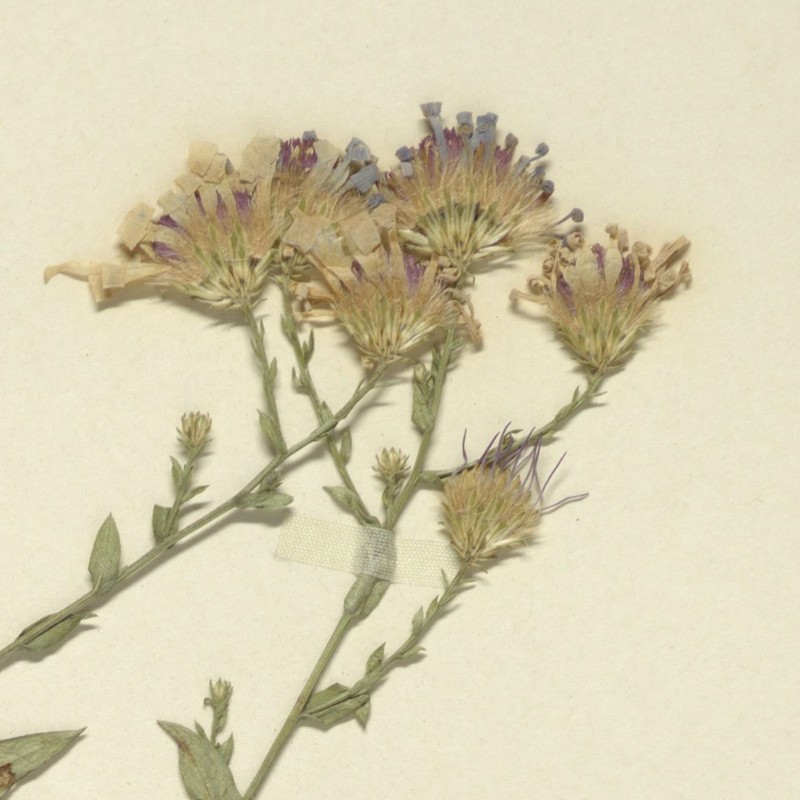 Aster