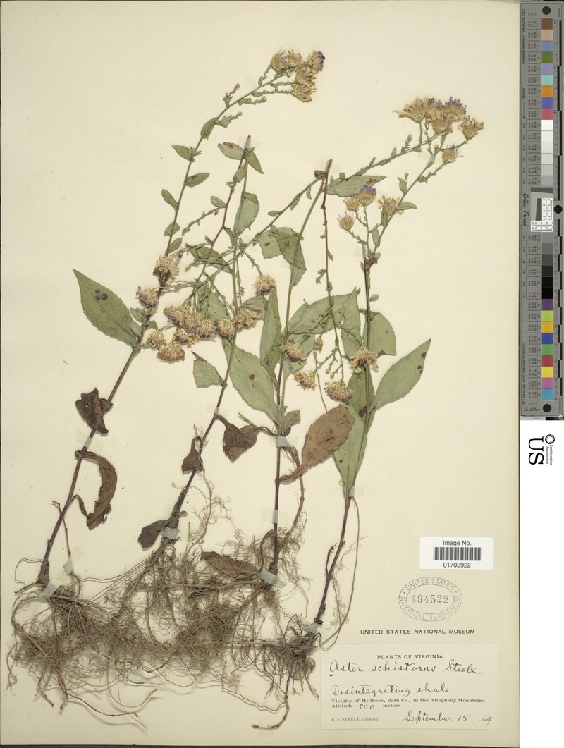 Aster photo 5