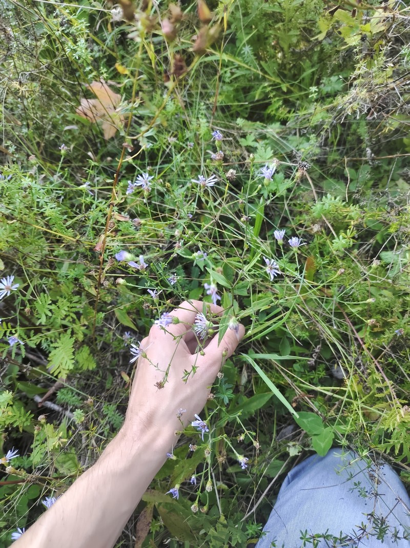 Symphyotrichum × subgeminatum photo 2