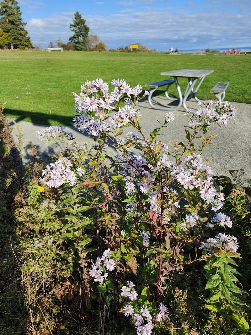 Aster