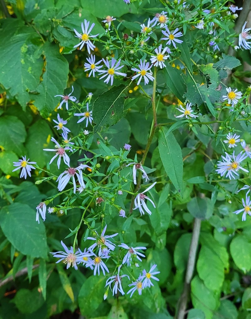 Aster photo 2