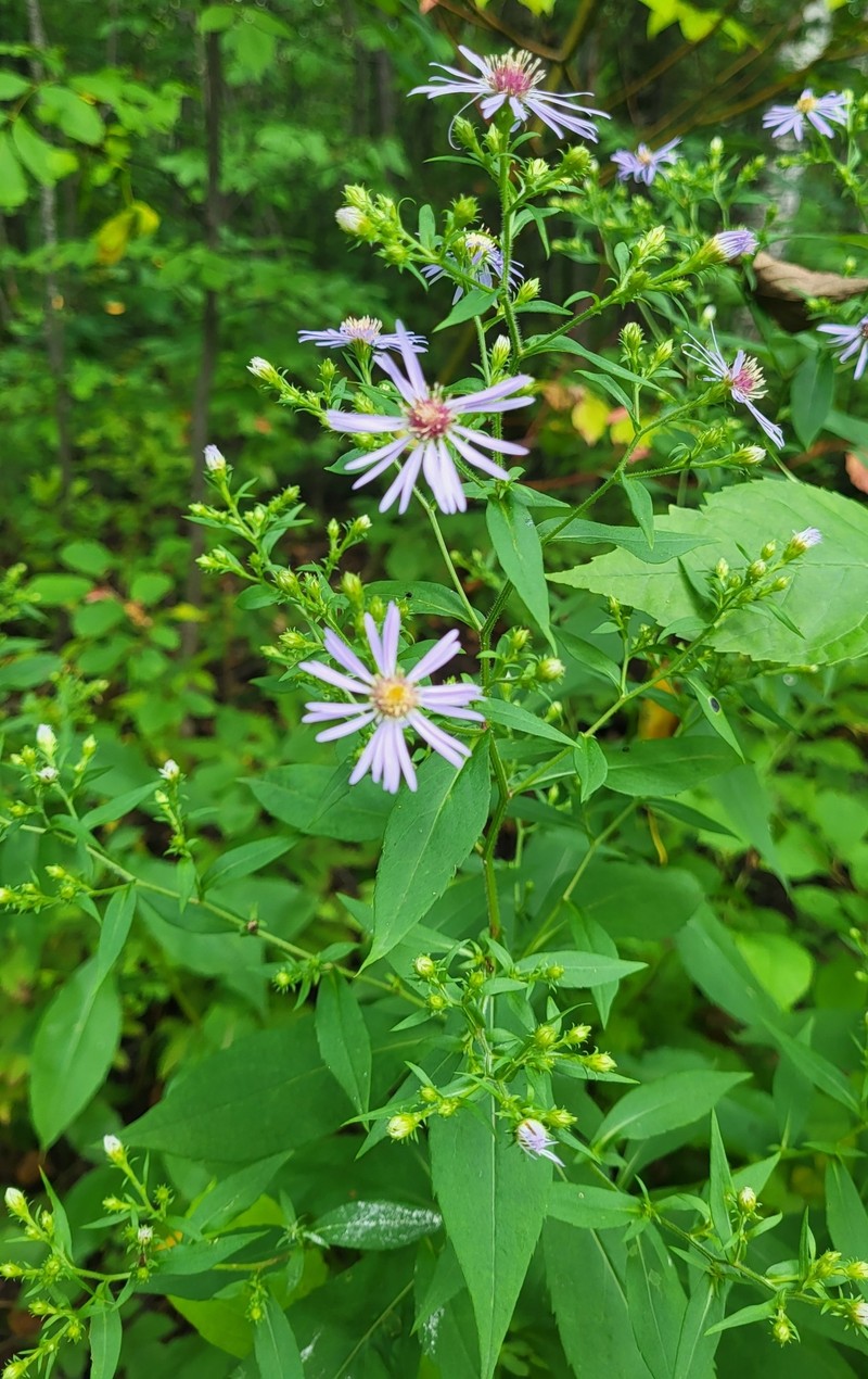 Aster photo 3