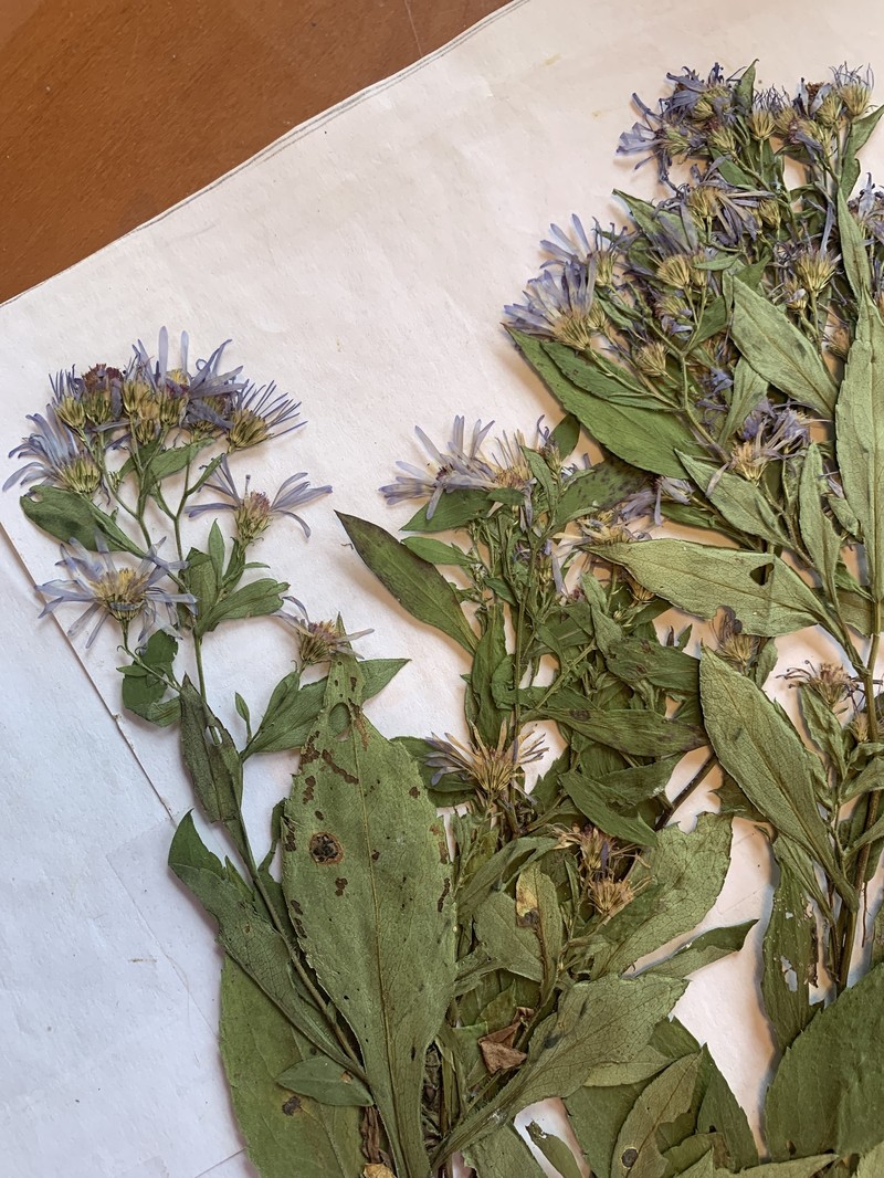 Aster photo 4