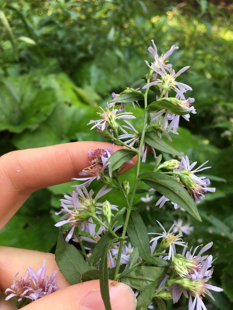 Aster photo 5
