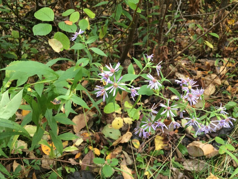 Aster photo 6