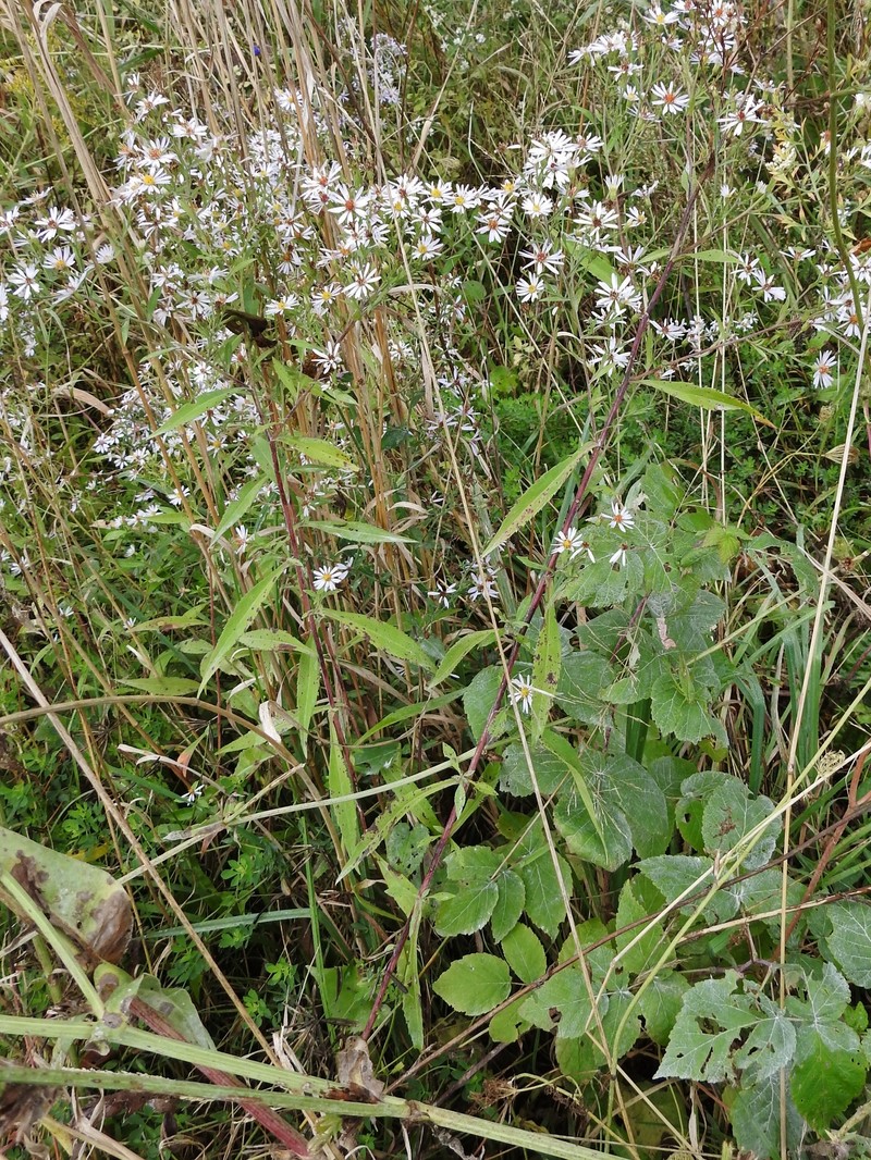 Aster photo 7