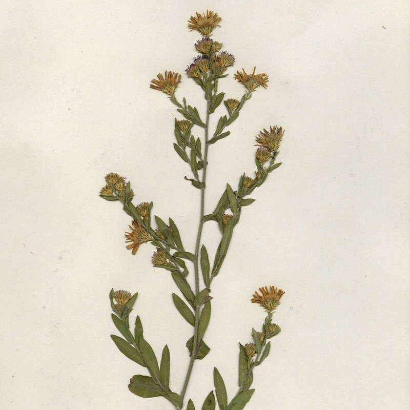Aster