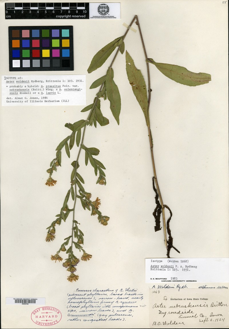 Aster photo 2