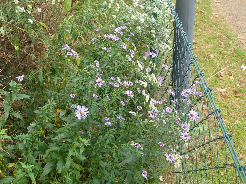 Aster