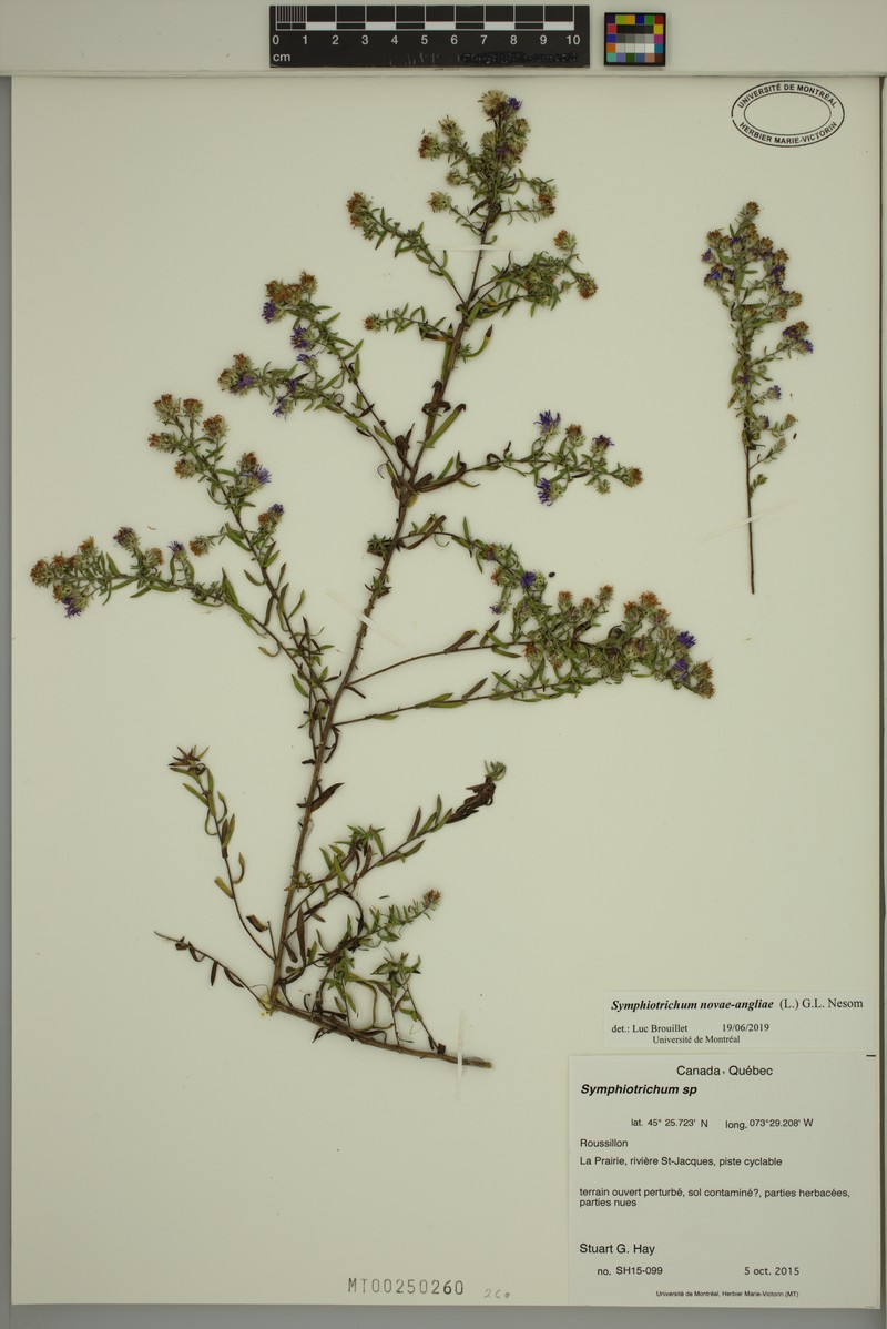 Aster photo 2