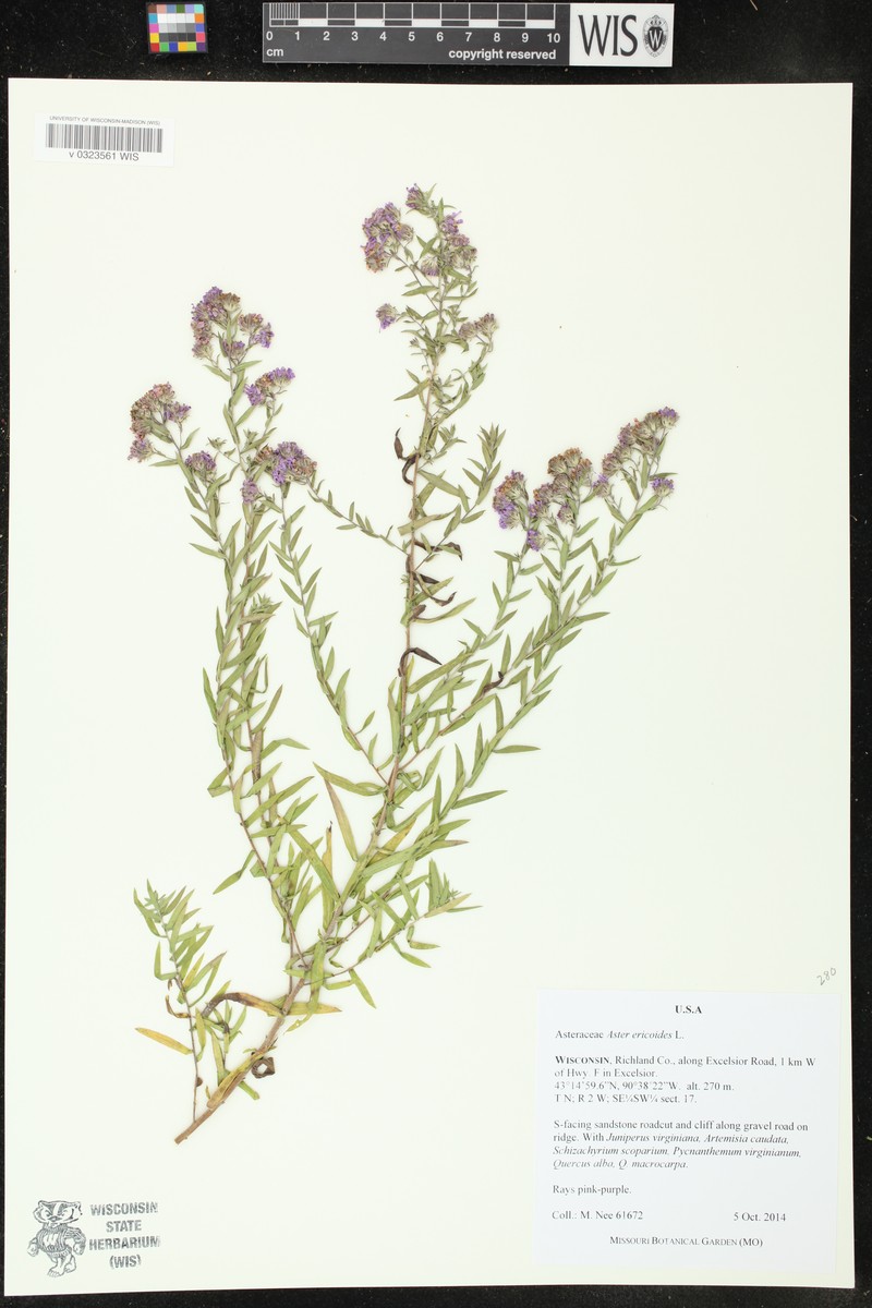 Aster photo 3