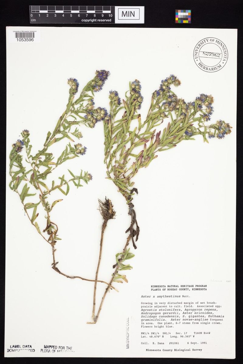 Aster photo 4