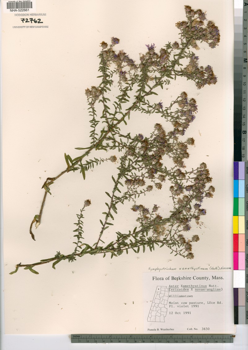 Aster photo 5
