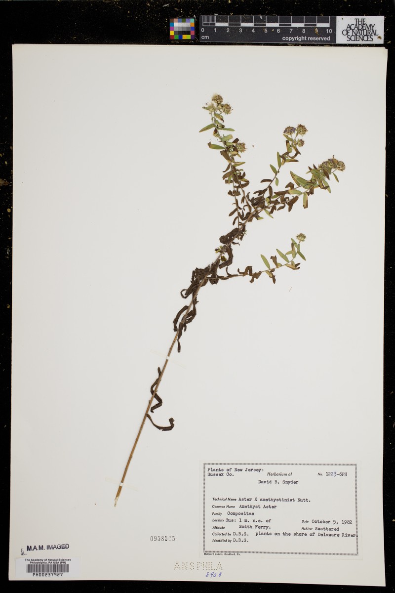 Aster photo 6