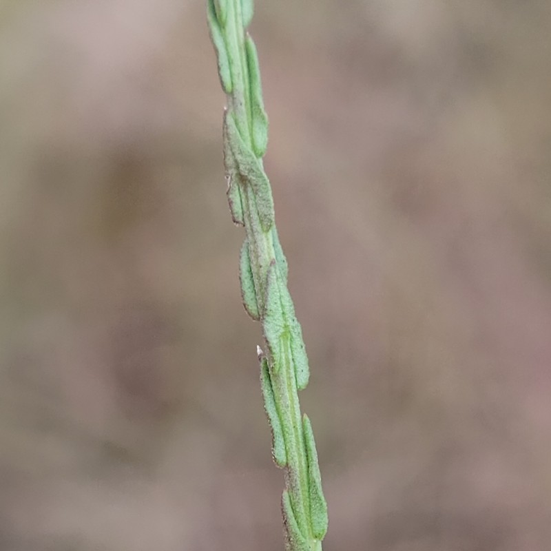 Scaleleaf Aster photo 2
