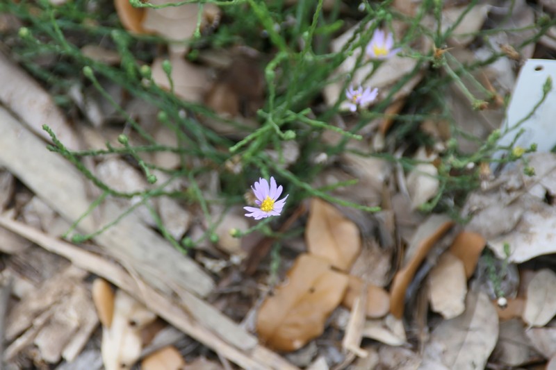 Scaleleaf Aster photo 3