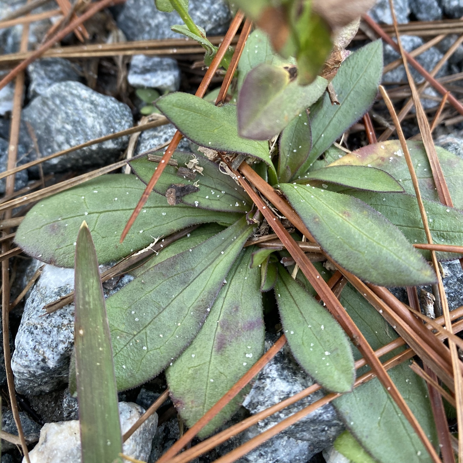 Scaleleaf Aster photo 4