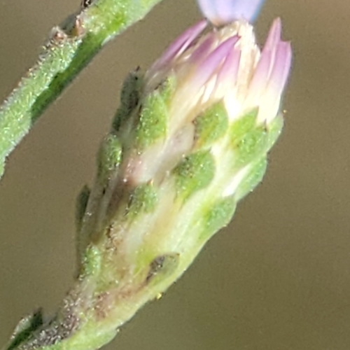 Scaleleaf Aster photo 5