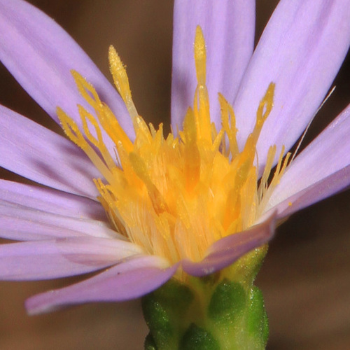 Scaleleaf Aster photo 6