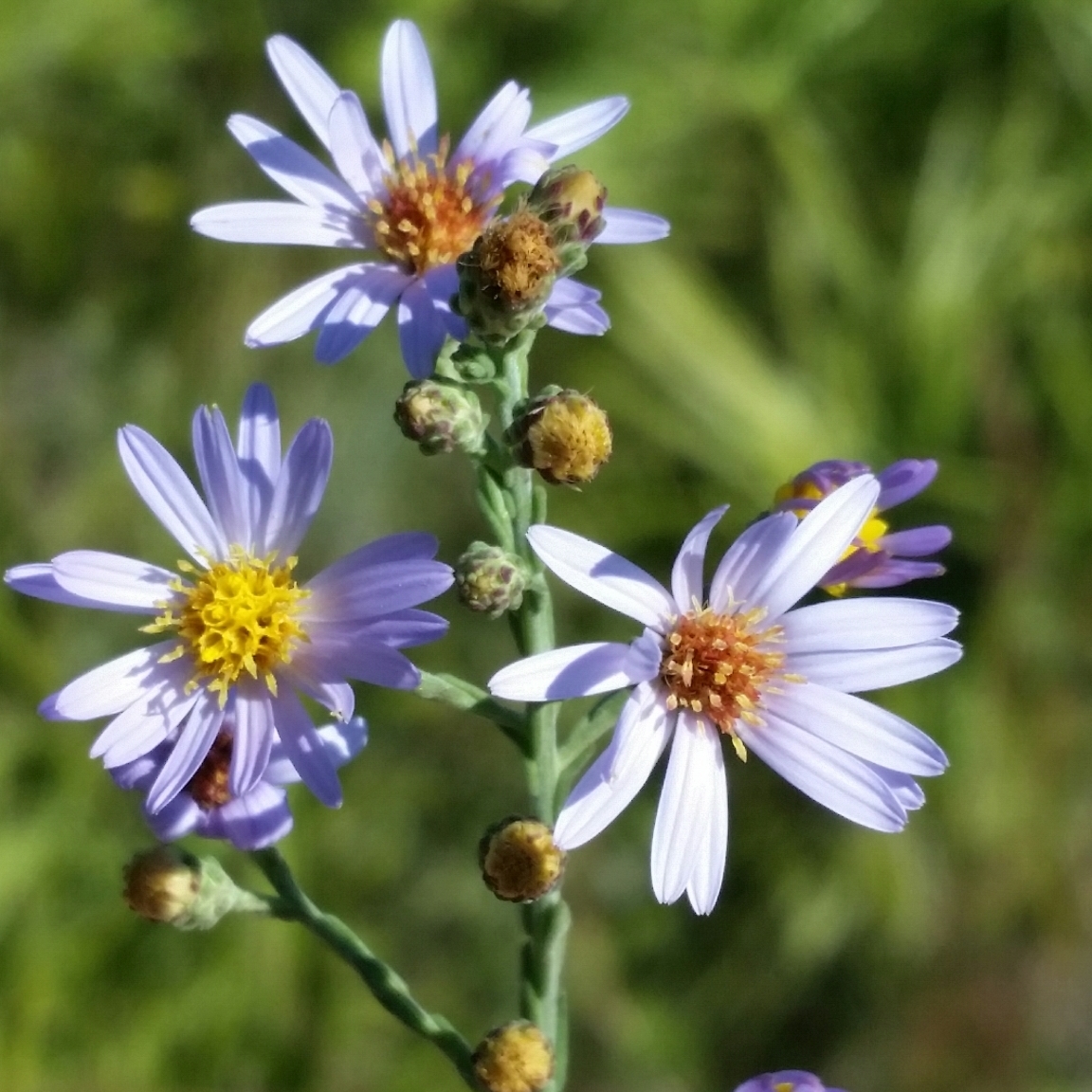 Scaleleaf Aster photo 7