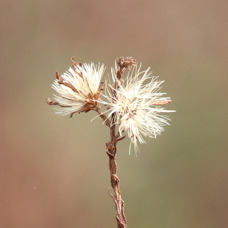 Scaleleaf Aster photo 8