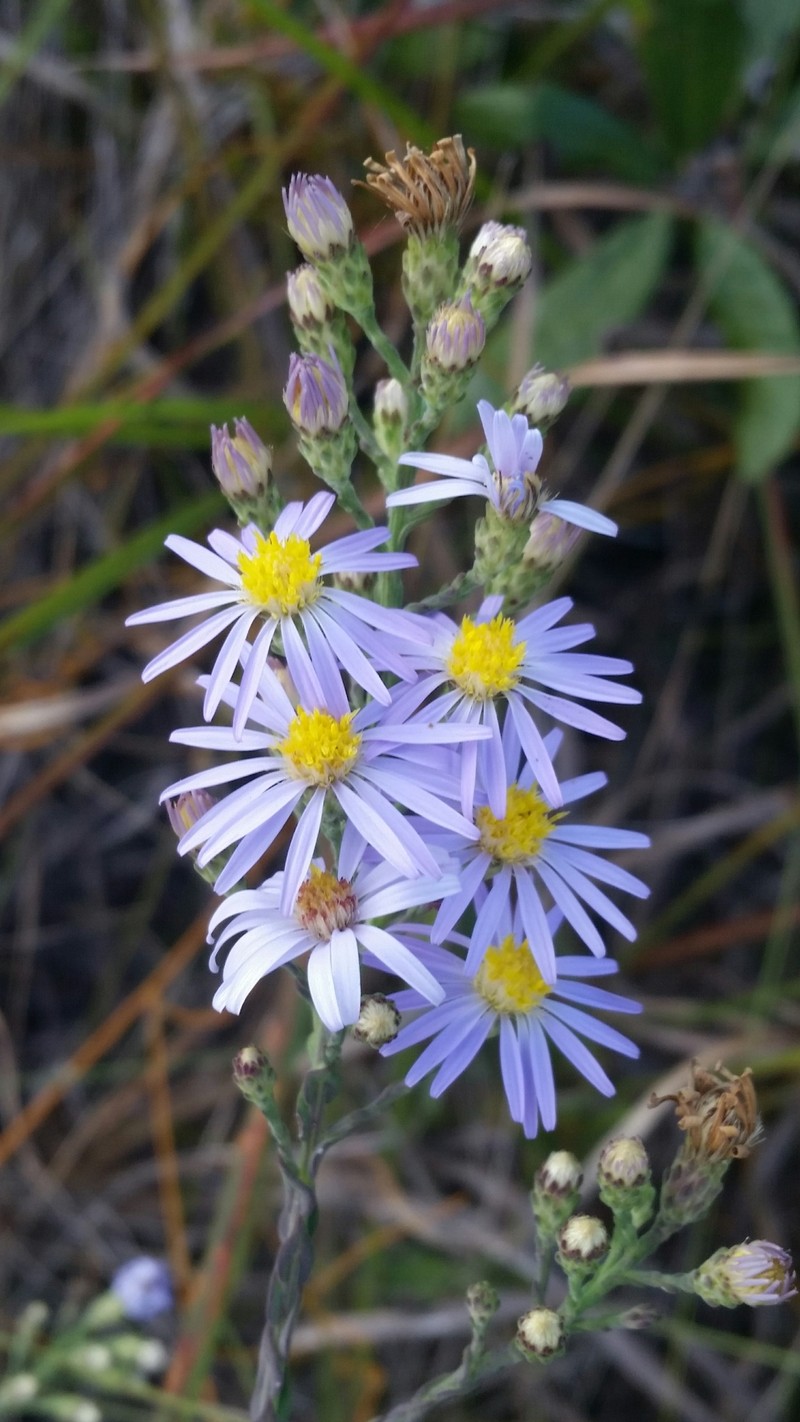 Scaleleaf Aster