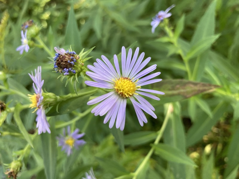 Aster photo 2