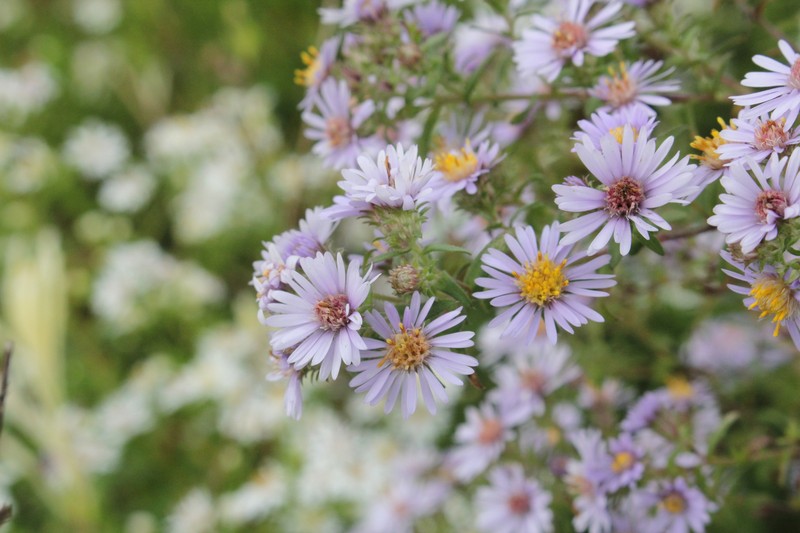Aster photo 3