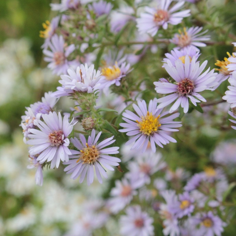 Aster photo 4