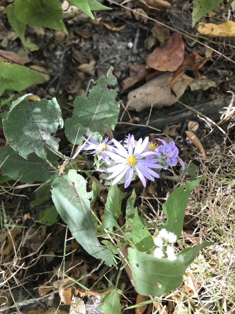 Manyray Aster photo 6