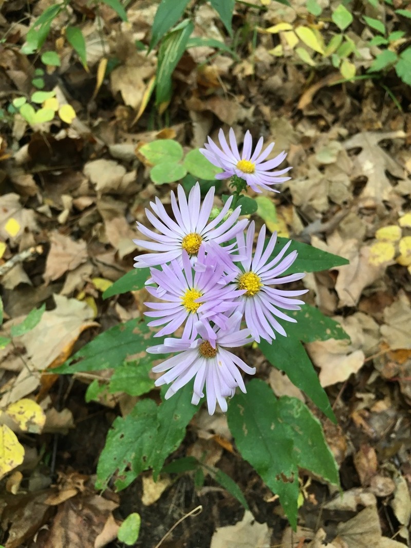 Manyray Aster photo 7