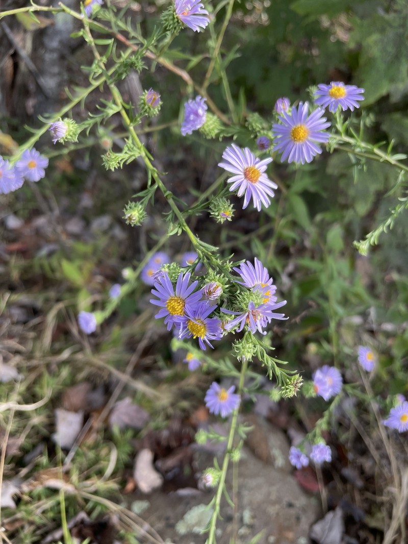 Manyray Aster photo 5