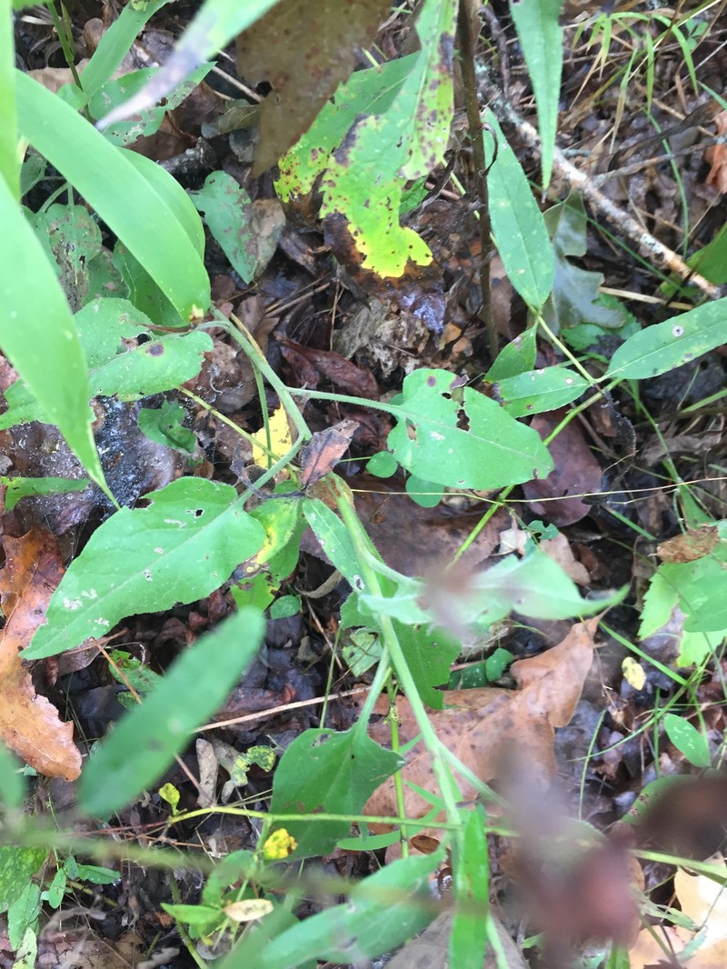 Manyray Aster photo 6