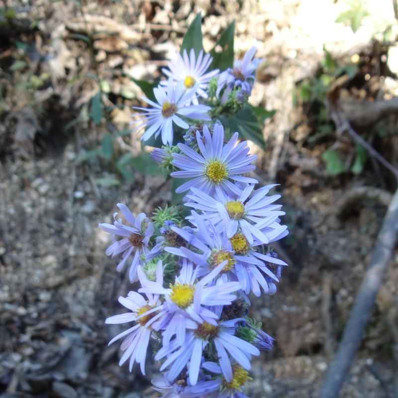 Manyray Aster
