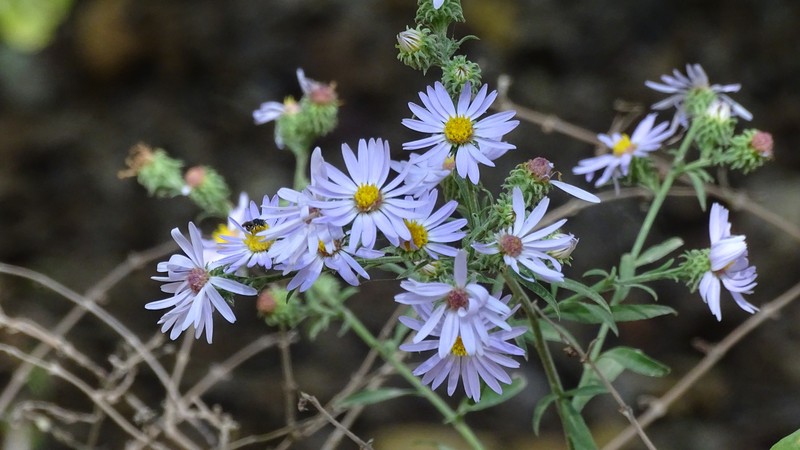 Manyray Aster photo 2