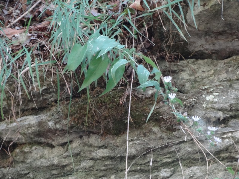 Manyray Aster photo 3
