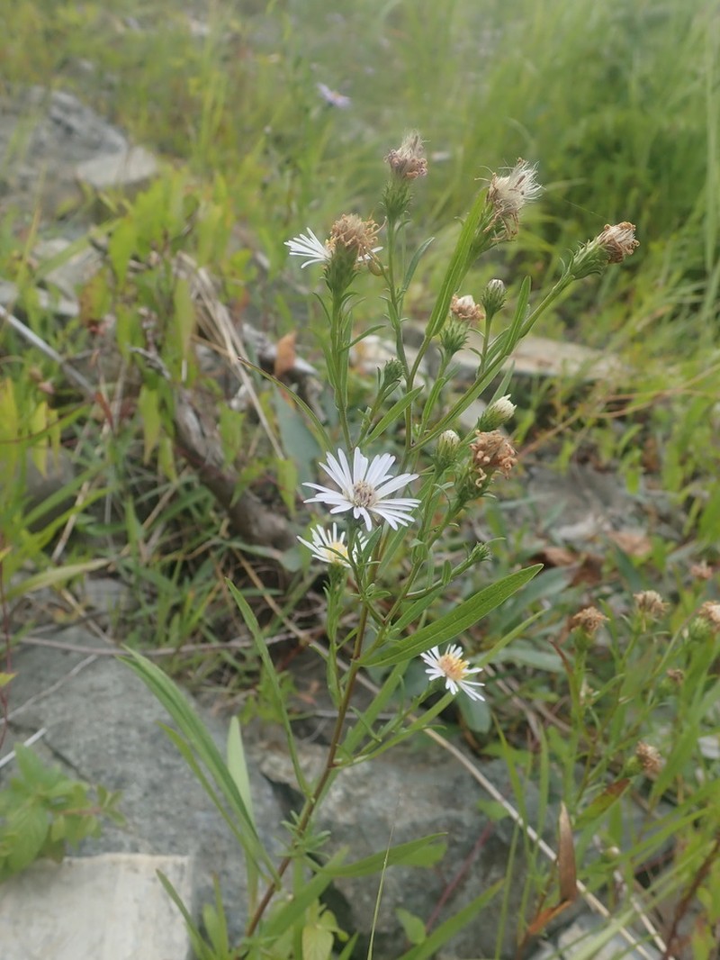 Anticosti Island Aster photo 5
