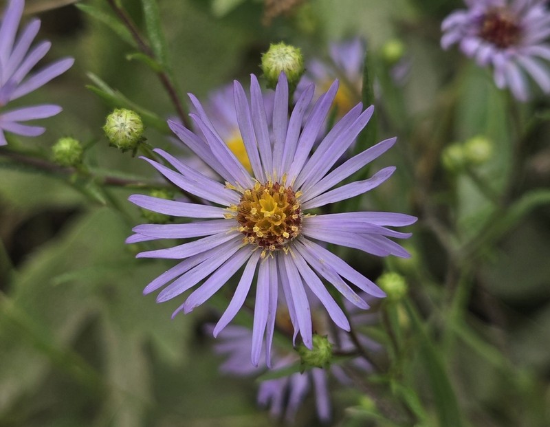 Anticosti Island Aster photo 6