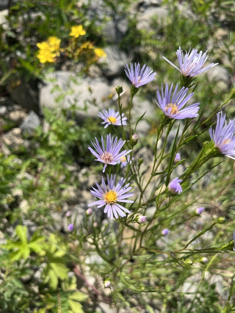 Anticosti Island Aster photo 8