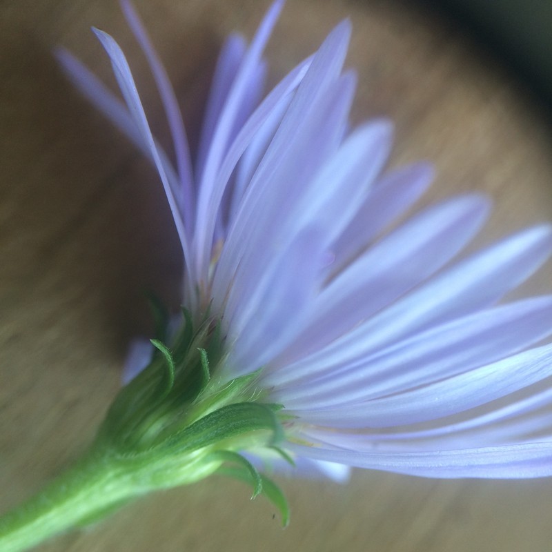 Anticosti Island Aster