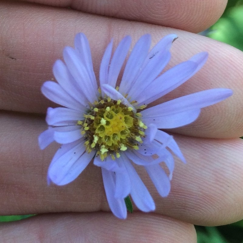 Anticosti Island Aster photo 2