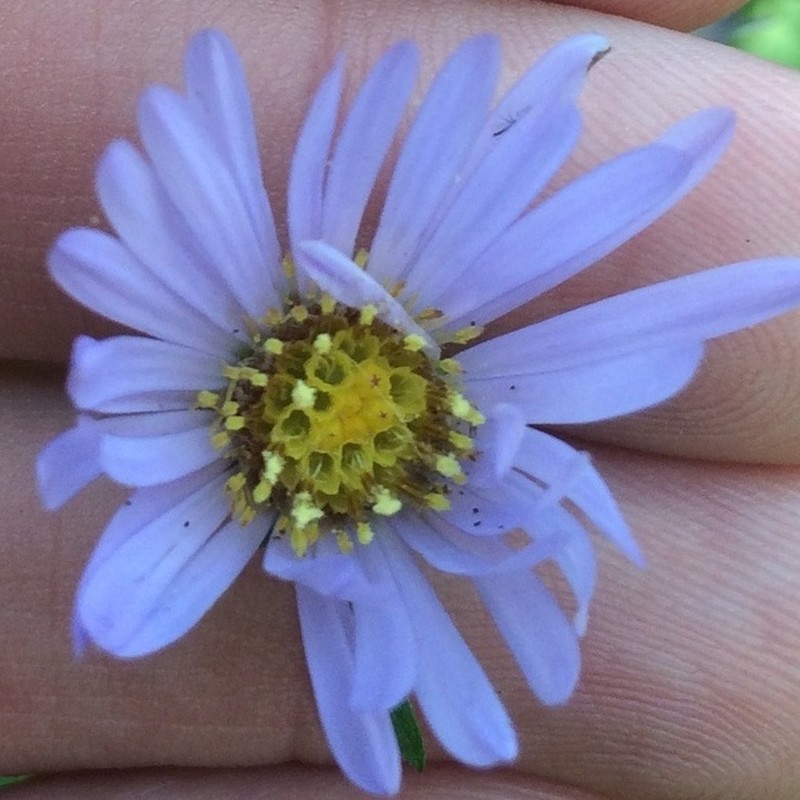 Anticosti Island Aster photo 3
