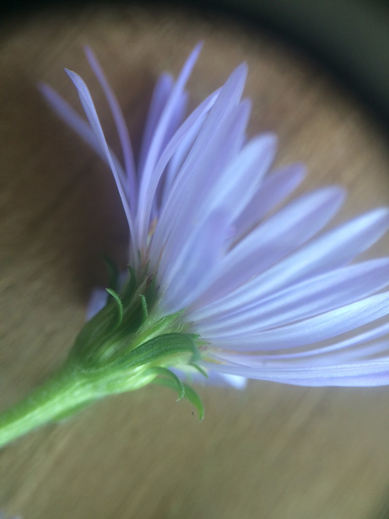 Anticosti Island Aster photo 4